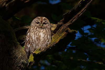 Tobias is a Tawny Owl, like this one