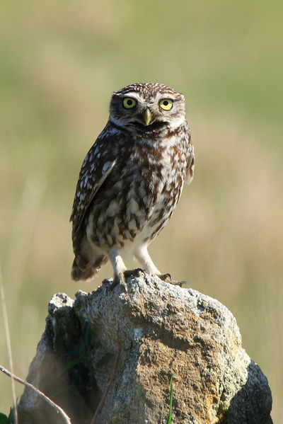Tobias is a Little Owl, like this one